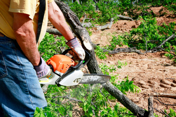 Tree Removal for Businesses in Williamston, SC